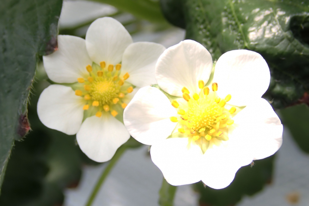 いちごの花